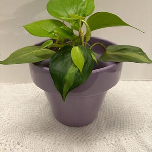 May include: A vibrant green plant with large, heart-shaped leaves in a lavender pot. The plant has multiple leaves with a mix of green and yellow hues. The pot is a solid lavender color and has a rounded shape. The plant is sitting on a white, lacy surface.