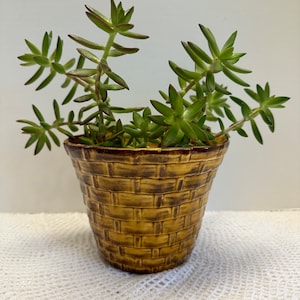 May include: A small succulent plant in a brown and yellow ceramic pot with a woven pattern. The pot has a scalloped rim.