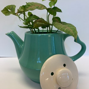 May include: A teal ceramic teapot with a white lid, used as a planter for a green leafy plant.