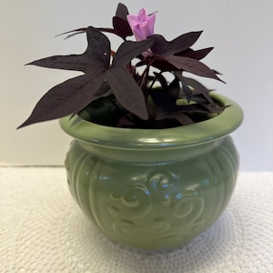 May include: A small green ceramic pot with a decorative design, containing a purple sweet potato vine with a single pink flower.
