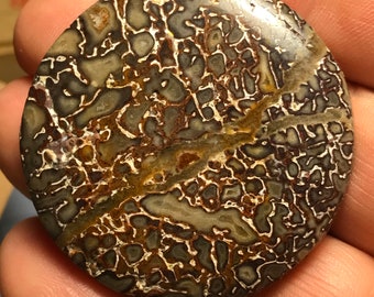 Agatized Dinosaur Bone Cabochon Fossil Cabochon Collector Cabochon Handmade