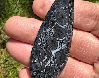 Indonesian Petrified Palm Root Cabochon Palmwood Eyes Fossil Collector Cabochon