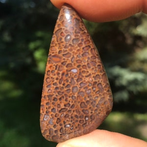 Puede incluir: Un cabochón de piedra fosilizada marrón y blanco con un patrón único. La piedra está tallada en forma de lágrima y tiene una superficie lisa y pulida.