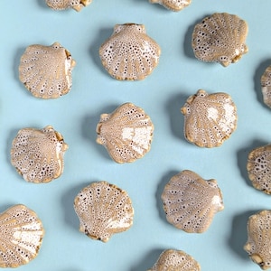 Può includere: Vista dall'alto di diverse decorazioni a forma di conchiglia in ceramica con un motivo maculato beige e bianco. Le conchiglie sono disposte su uno sfondo azzurro. I gusci hanno una superficie strutturata e un'estetica naturale.