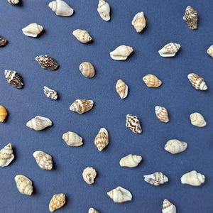 Op de afbeelding: Een verzameling verschillende schelpen verspreid op een donkerblauwe ondergrond. De schelpen variëren in grootte, vorm en kleur, met tinten wit, beige en bruin. Sommige schelpen hebben ingewikkelde patronen en texturen.