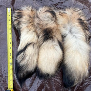 May include: Three fox tails with a mix of cream, brown, and black fur. The tails are laid out on a dark brown surface next to a yellow measuring tape. The tails measure approximately 11 inches in length.
