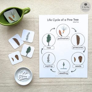 Könnte beinhalten: Ein weißes Lernblatt mit dem Titel Life Cycle of a Pine Tree, das die Stadien von der Bestäubung bis zum Baum zeigt, begleitet von quadratischen Karten, einer grünen Schale und einer kleinen weißen Schale mit Wortkarten.