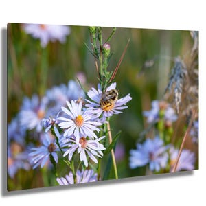 Op de afbeelding: Een close-upfoto van een bij op een lichtpaarse asterbloem met een geel hart. De bloem is omgeven door andere asters en groene bladeren. De bij is bedekt met zwarte en gele strepen.