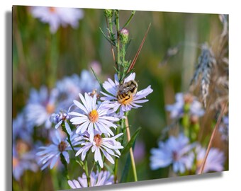 Bumblebee on Flower Macro Photo Print, Wildflower Insect Photography, Bee Close-Up Nature Wall Art, Garden Floral Decor Picture