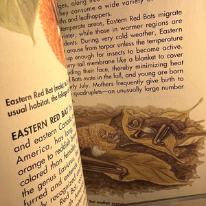 May include: An open book page with text and illustrations of Eastern Red Bats. The illustrations depict a bat and its young on a bed of leaves. The text describes the bats' habitat and behavior.
