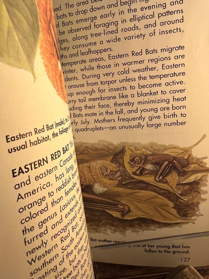 May include: An open book page with text and illustrations of Eastern Red Bats. The illustrations depict a bat and its young on a bed of leaves. The text describes the bats' habitat and behavior.