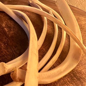 May include: A collection of long, curved, off-white animal ribs arranged in a layered, overlapping pattern. The bones have a smooth, weathered texture with subtle variations in tone, showcasing their natural, elongated, and slender anatomical shape.