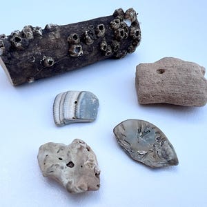 May include: A collection of natural coastal elements, including a piece of driftwood covered in barnacles, several seashells, and small, weathered stones. The items are in shades of brown, gray, and white, suggesting a beach or nautical theme.