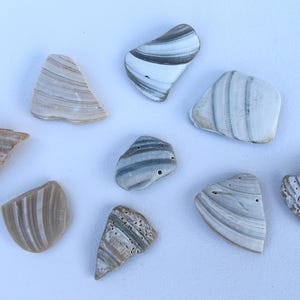 May include: A collection of various seashells with unique shapes and patterns. The shells display a range of colors, including beige, brown, and white, with striped and textured surfaces. Some shells have small holes.