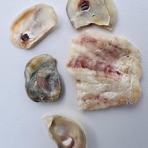 May include: Five oyster shells of varying sizes and shapes are displayed against a white background. The shells exhibit a range of colors, including cream, tan, and hints of purple and brown. Some shells have visible internal structures.