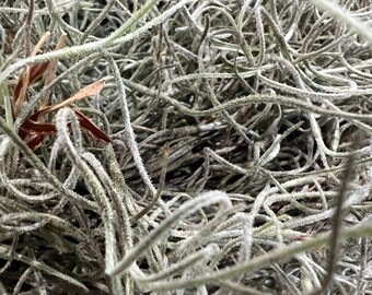 1 Gallon Bag Fresh Louisiana Swamp LIVE SPANISH MOSS. Crafts