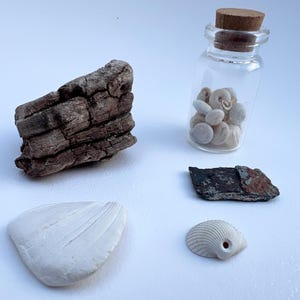 May include: A collection of natural elements including a piece of bark, a white seashell, a small glass bottle filled with small, white seashells, and two small pieces of rock. The bottle has a cork stopper.