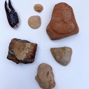 May include: An assortment of natural items including a dark blue and red crab claw, two seashells, and several uniquely shaped rocks in shades of brown and tan. The objects are arranged on a white surface.