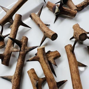 May include: Close-up of several brown, thorny branches. The branches have sharp, dark thorns protruding from their sides. The wood has a natural, textured appearance, with varying shades of brown. The branches are arranged on a white surface.