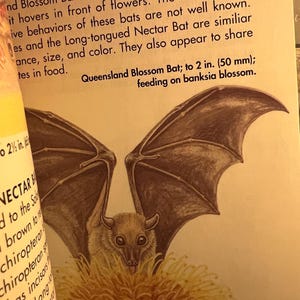 May include: Illustration of a Queensland Blossom Bat with outstretched wings, feeding on a banksia blossom. The bat is brown with large eyes. Text reads: "Queensland Blossom Bat; to 2 in. (50 mm); feeding on banksia blossom."