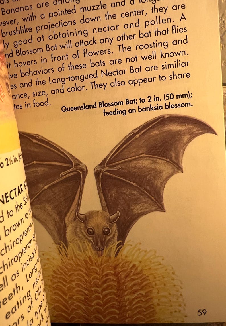 May include: Illustration of a Queensland Blossom Bat with outstretched wings, feeding on a banksia blossom. The bat is brown with large eyes. Text reads: "Queensland Blossom Bat; to 2 in. (50 mm); feeding on banksia blossom."
