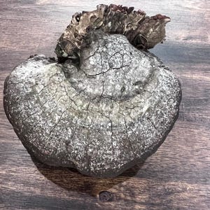 May include: A weathered, gray and brown wooden object with a rough, textured surface. The object has a rounded, irregular shape with visible cracks and a darker, textured top. The wood grain is visible, and the object appears to be aged.