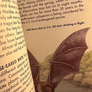 May include: Illustration of a Little Brown Bat with outstretched wings, drinking in flight, from a vintage book. The bat's wings are dark brown, and the text reads "Little Brown Bat; to 2 in. (50 mm)." The image is set against a backdrop of a river and trees.