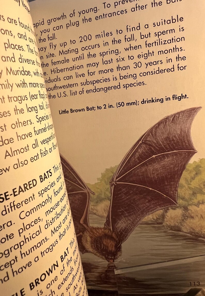 May include: Illustration of a Little Brown Bat with outstretched wings, drinking in flight, from a vintage book. The bat's wings are dark brown, and the text reads "Little Brown Bat; to 2 in. (50 mm)." The image is set against a backdrop of a river and trees.