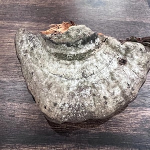 May include: A weathered, gray-toned mushroom with a layered, textured surface. The mushroom has a semi-circular shape with visible cracks and dark spots. The background is a dark brown wooden surface.