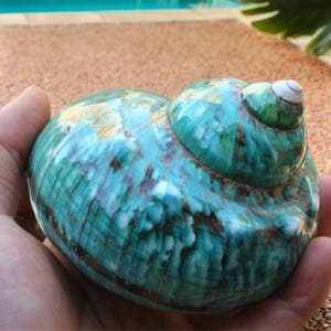 May include: A large, polished seashell with a vibrant turquoise and brown mottled pattern. The shell's spiral shape is prominent, with a small, white tip. The shell is held in a hand, showcasing its size and natural beauty.