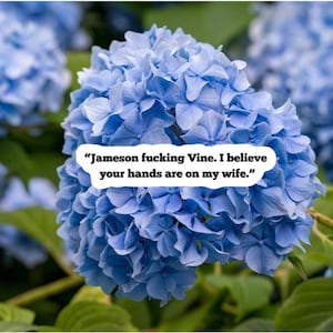 Pode incluir: Um close-up de uma vibrante flor de hortênsia azul em plena floração. A imagem inclui um balão de fala branco com o texto: "Jameson fucking Vine. Acredito que suas mãos estão na minha esposa."