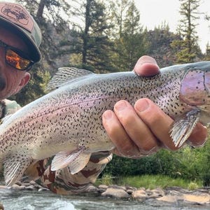 May include: A rainbow trout with a silver body, dark spots, and a distinct pink lateral stripe, held horizontally. The fish features a prominent dorsal fin, a forked tail, and a visible gill plate, showcasing its natural scales and coloration.