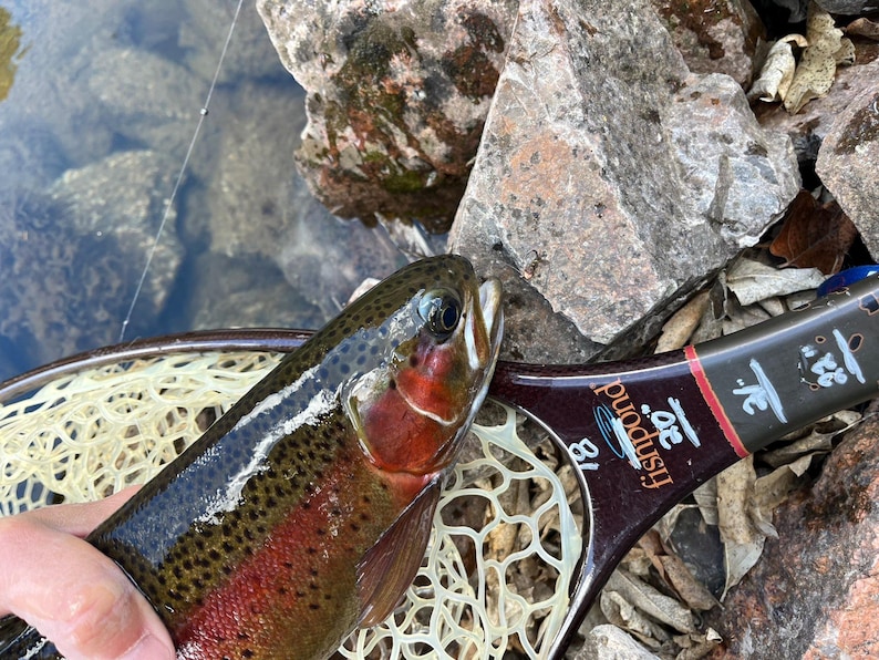 May include: A rainbow trout with dark spots and a vibrant red lateral stripe held in a Fishpond landing net. The net handle features printed measurement markings of 18, 20, 22, and 24 inches, with a cream-colored mesh netting and a dark brown frame.