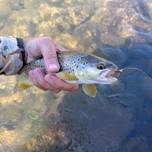 May include: A brown trout with dark spots and a yellowish-brown body held horizontally. The fish has an open mouth with a small fishing fly hook attached to its lip, connected to a thin fishing line extending outward into the clear water.