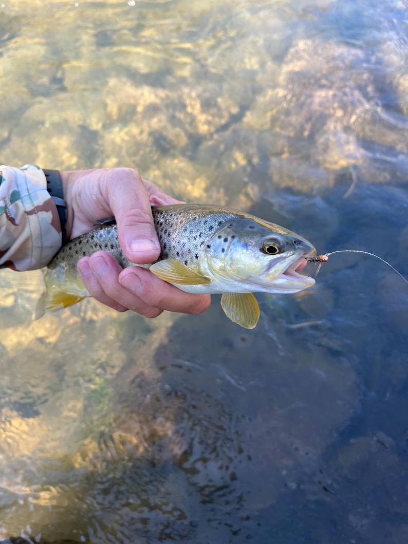 May include: A brown trout with dark spots and a yellowish-brown body held horizontally. The fish has an open mouth with a small fishing fly hook attached to its lip, connected to a thin fishing line extending outward into the clear water.