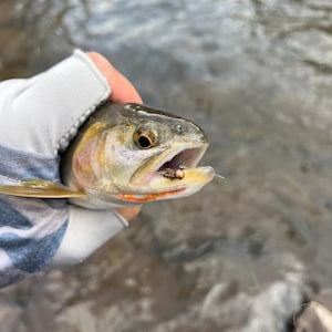 May include: A trout with iridescent scales, a dark back, and a light underside, featuring a distinct orange streak along the jawline. A small artificial fly fishing lure with a metallic bead head is hooked in the fish's mouth, attached to a thin line.