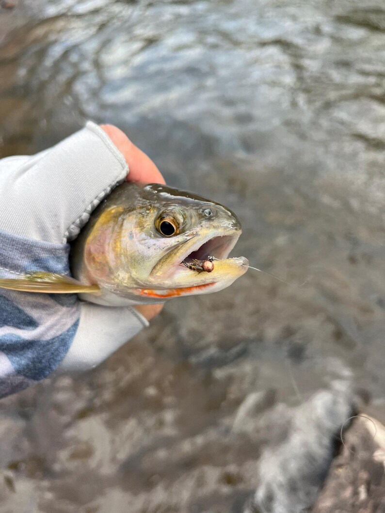 May include: A trout with iridescent scales, a dark back, and a light underside, featuring a distinct orange streak along the jawline. A small artificial fly fishing lure with a metallic bead head is hooked in the fish's mouth, attached to a thin line.