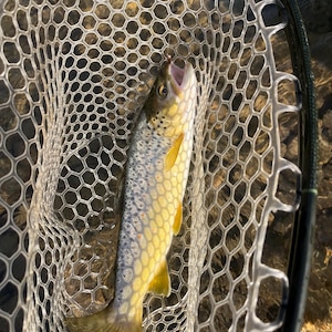 May include: A brown trout with dark spots and a yellow-gold underbelly captured in a clear, rubber-mesh landing net. The fish is positioned vertically within the oval frame of the net, showing its open mouth and distinct lateral coloration.