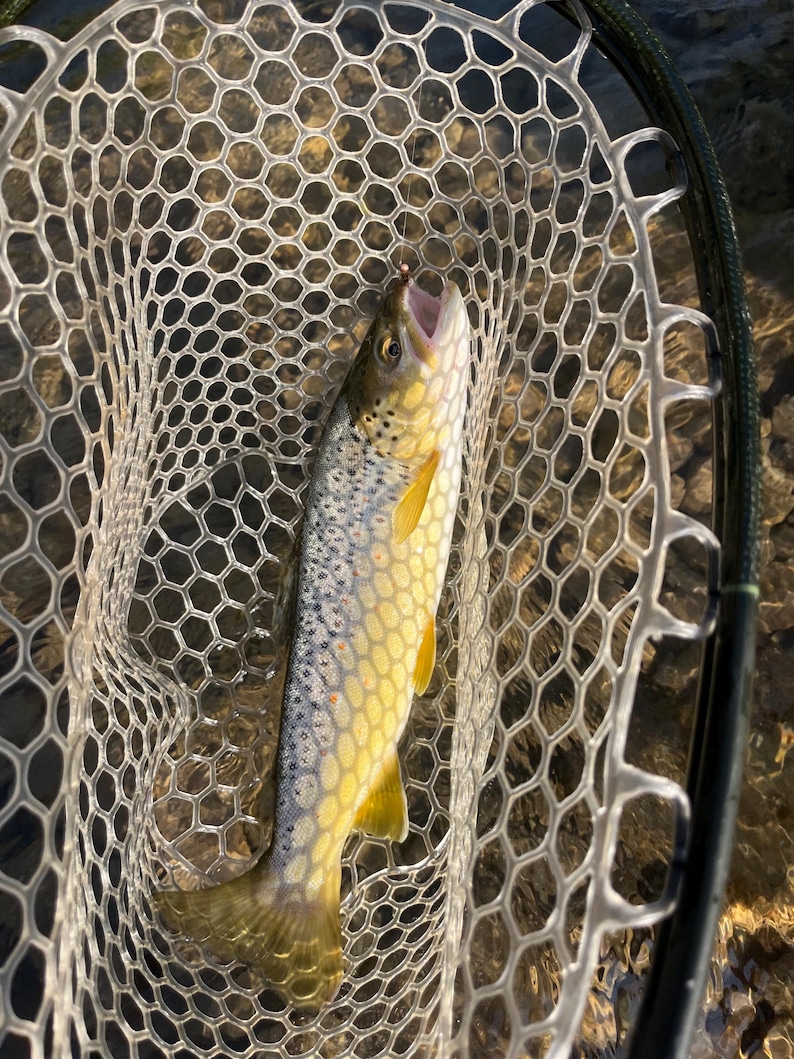 May include: A brown trout with dark spots and a yellow-gold underbelly captured in a clear, rubber-mesh landing net. The fish is positioned vertically within the oval frame of the net, showing its open mouth and distinct lateral coloration.