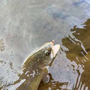 May include: A rainbow trout with a speckled olive and silver body partially submerged in clear water. The fish has its mouth open, revealing a small metallic fishing hook attached to a thin, translucent monofilament fishing line.