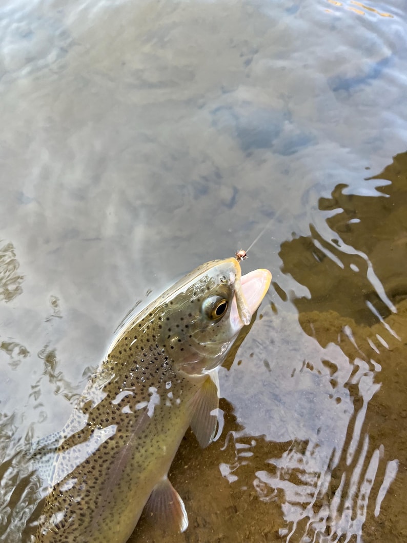 May include: A rainbow trout with a speckled olive and silver body partially submerged in clear water. The fish has its mouth open, revealing a small metallic fishing hook attached to a thin, translucent monofilament fishing line.