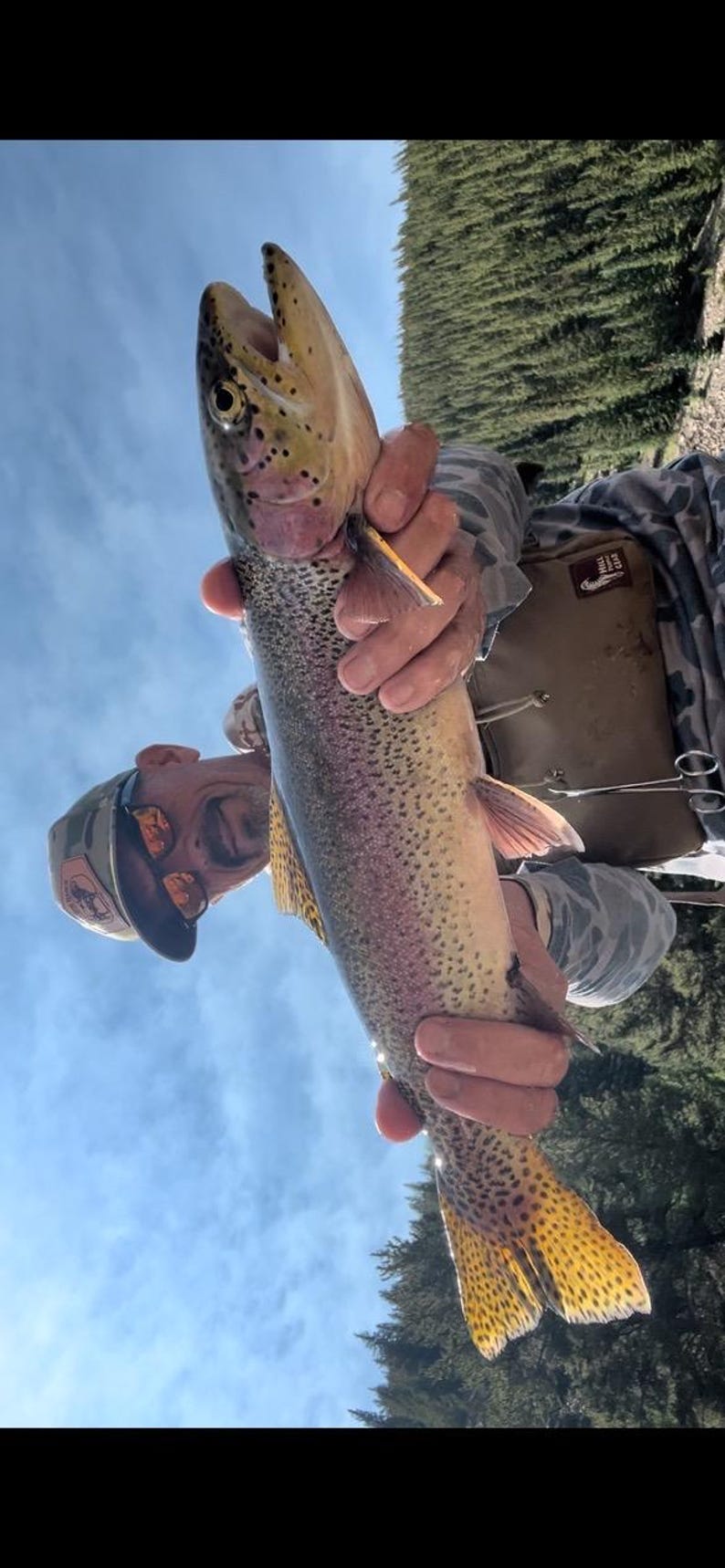 May include: A rainbow trout with a speckled body, a pink lateral stripe, and a yellow-tinted tail held vertically. The fish features dark spots along its back and sides, with a visible hook near the mouth and a clear view of its scales.