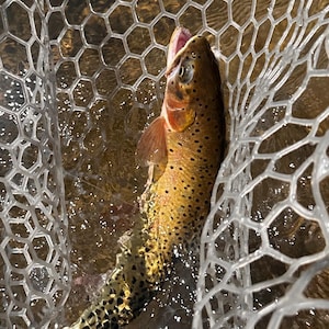 May include: A brown trout with dark spots and a golden-brown body is captured inside a clear, hexagonal-patterned rubber landing net. The fish is positioned vertically in the water, showing its open mouth, gills, and fins against the mesh.