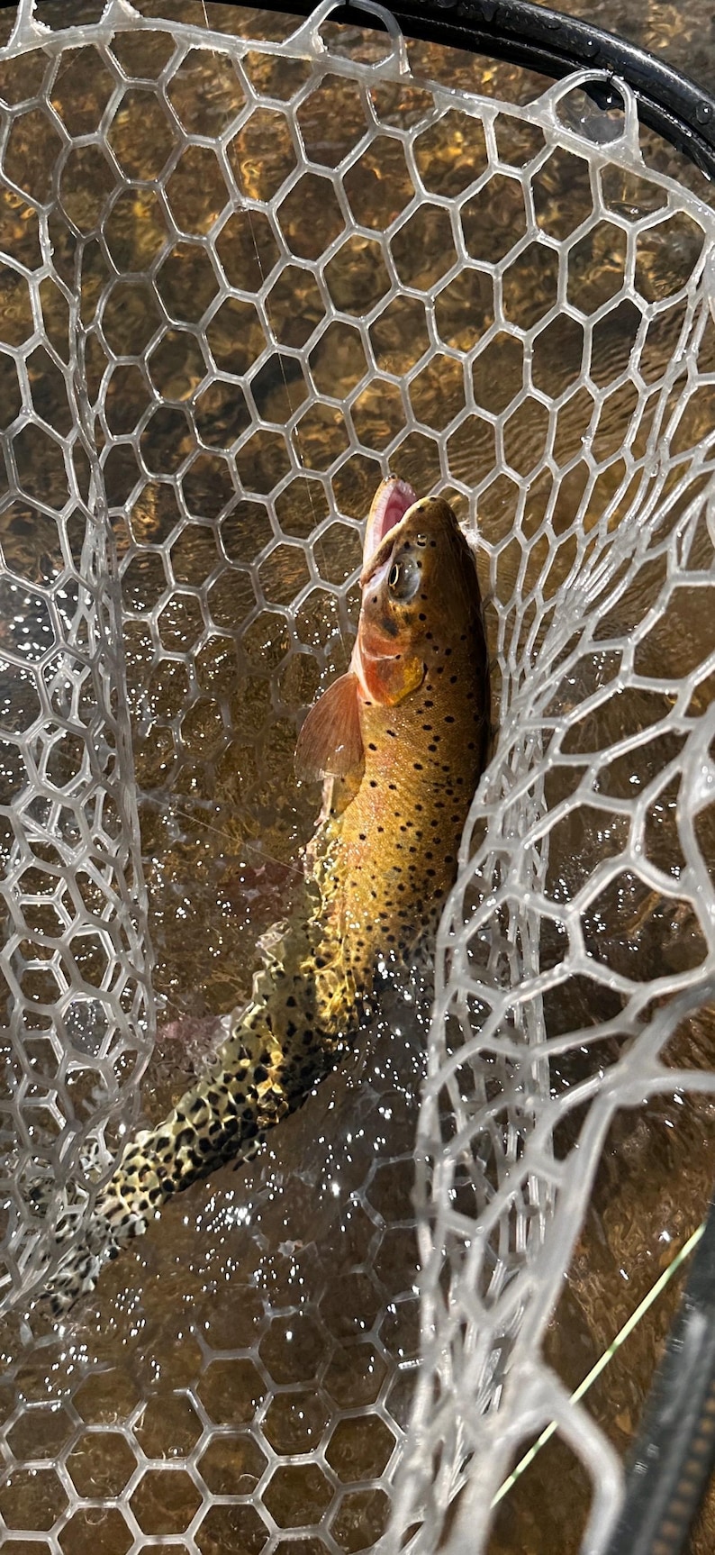 May include: A brown trout with dark spots and a golden-brown body is captured inside a clear, hexagonal-patterned rubber landing net. The fish is positioned vertically in the water, showing its open mouth, gills, and fins against the mesh.