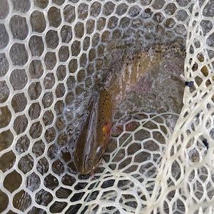 May include: A brown trout with dark spots and a reddish-orange stripe along its side is captured inside a white, translucent, hexagonal-patterned rubber fishing net. The fish is partially submerged in water, showing its scales and fins clearly.