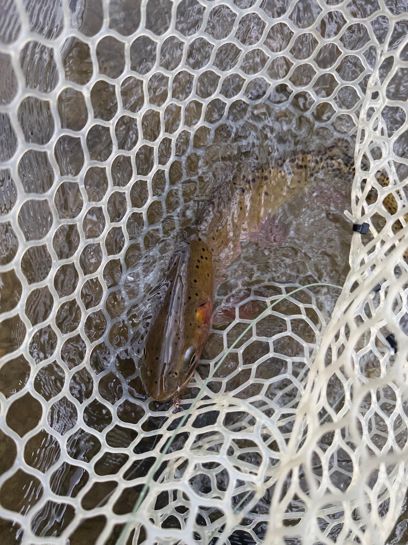 May include: A brown trout with dark spots and a reddish-orange stripe along its side is captured inside a white, translucent, hexagonal-patterned rubber fishing net. The fish is partially submerged in water, showing its scales and fins clearly.