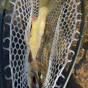 May include: A rainbow trout with a speckled olive and yellow body, pinkish lateral stripe, and open mouth, captured inside a clear rubber mesh landing net with a dark green frame, positioned over a shallow, rocky stream bed.