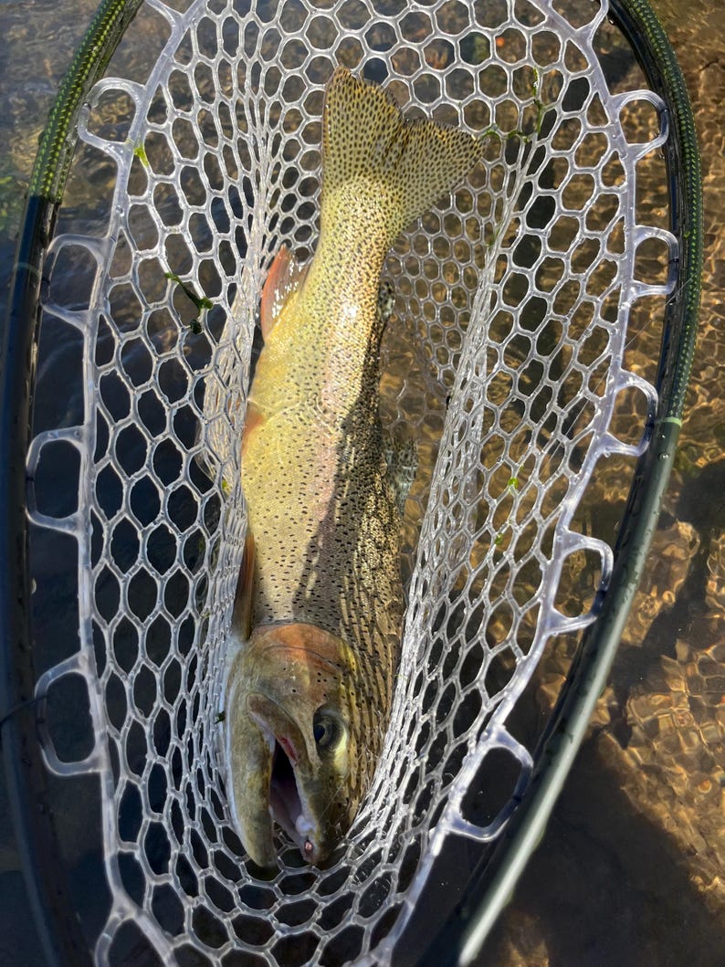 May include: A rainbow trout with a speckled olive and yellow body, pinkish lateral stripe, and open mouth, captured inside a clear rubber mesh landing net with a dark green frame, positioned over a shallow, rocky stream bed.