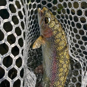 May include: A rainbow trout with a speckled olive and yellow body, a distinct pink lateral stripe, and a white underbelly, captured within a white rubberized mesh fishing net. The fish is positioned vertically with its mouth slightly open.