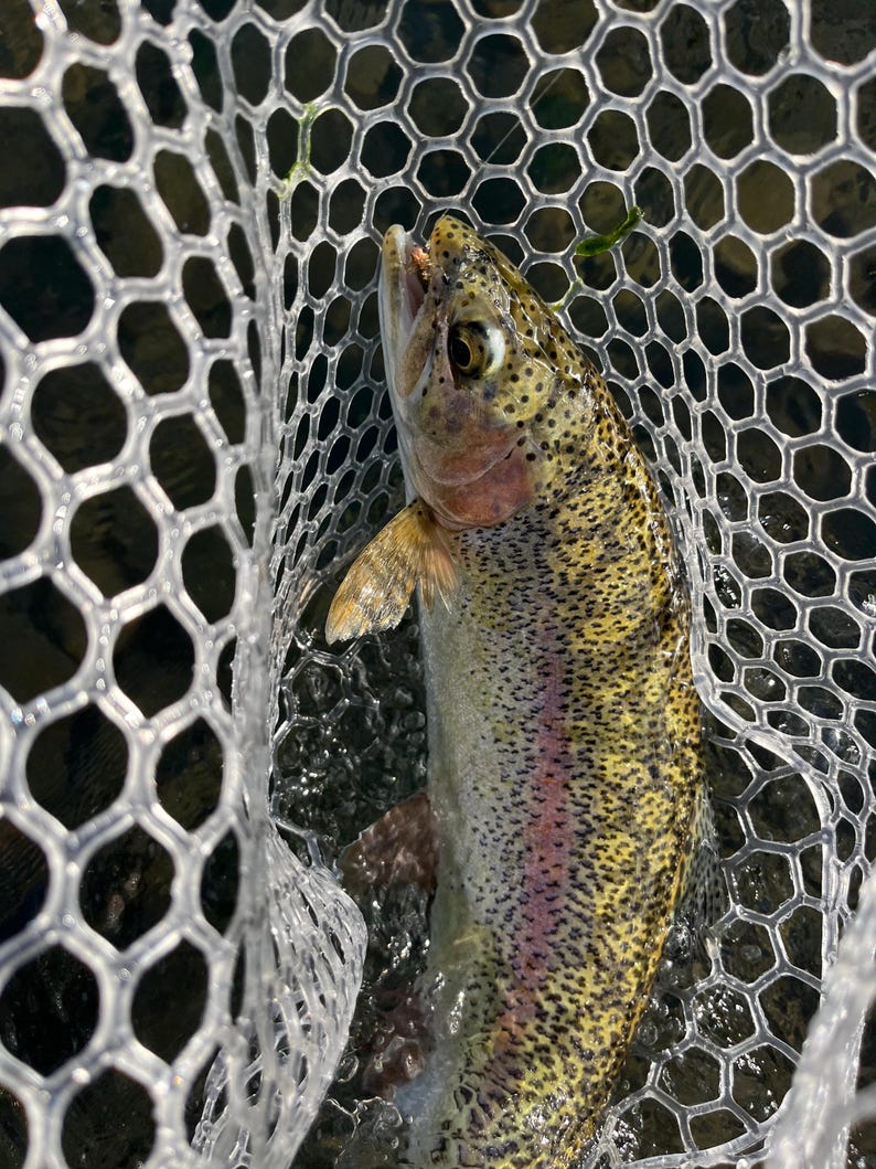 May include: A rainbow trout with a speckled olive and yellow body, a distinct pink lateral stripe, and a white underbelly, captured within a white rubberized mesh fishing net. The fish is positioned vertically with its mouth slightly open.